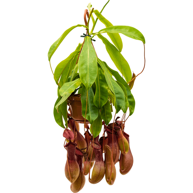 Nepenthes alata-bestellen-bezorgen