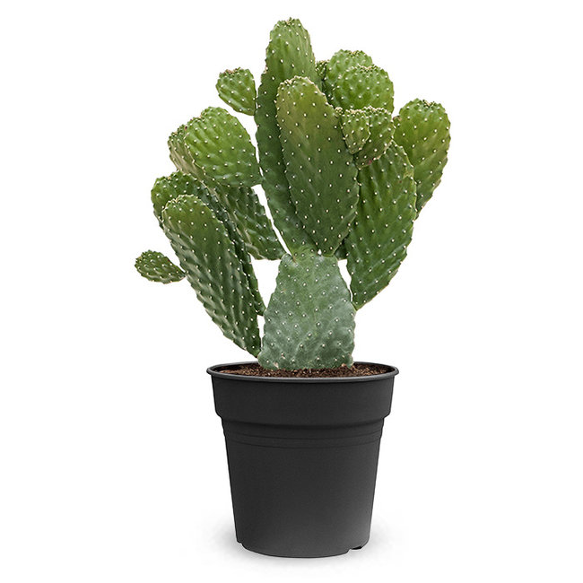 Opuntia Consolea-bestellen-bezorgen