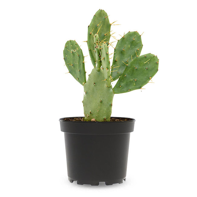 Opuntia Vulgaris-bestellen-bezorgen