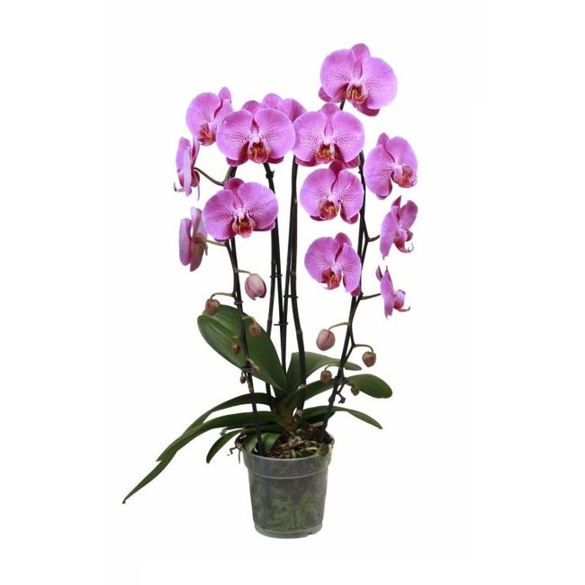 Orchidee Adar Cascade Paars-bestellen-bezorgen