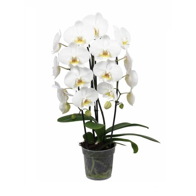 Orchidee Adar Cascade Wit-bestellen-bezorgen