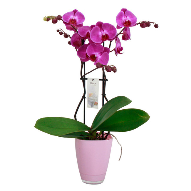 Orchidee Bombay Paars-bestellen-bezorgen