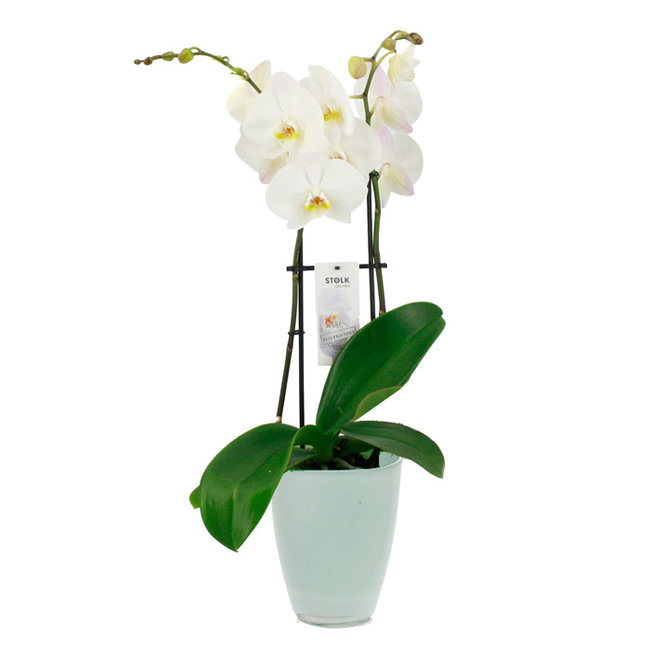 Orchidee Bombay wit-bestellen-bezorgen