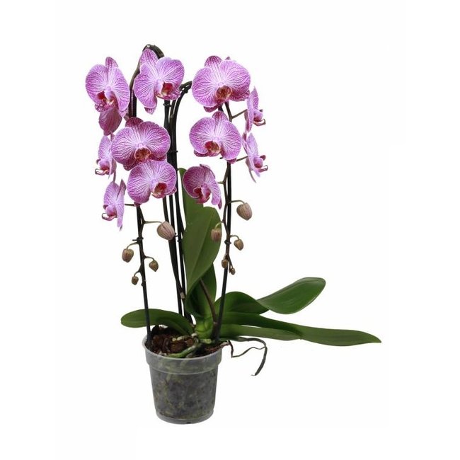 Orchidee Cascade roze-bestellen-bezorgen
