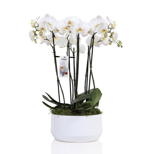 Orchidee Diamond-bestellen-bezorgen