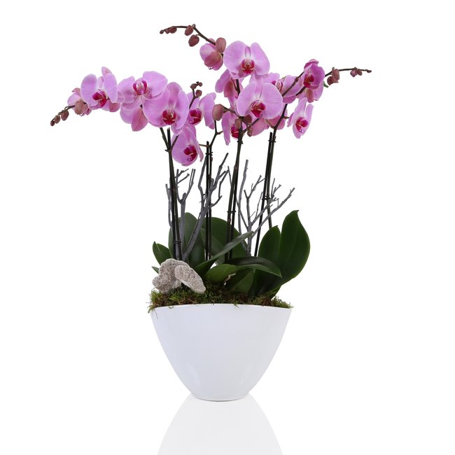 Orchidee Diana Roze-bestellen-bezorgen