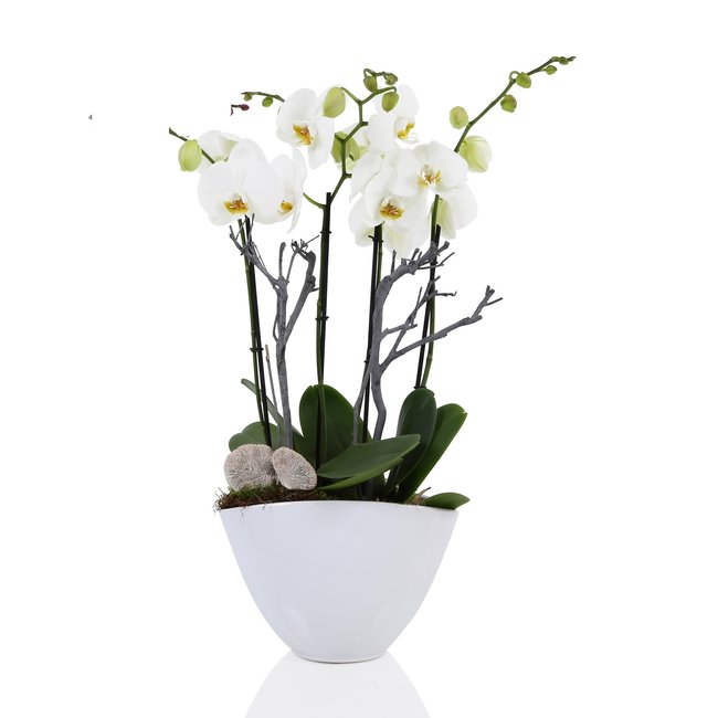 Orchidee Diana Wit-bestellen-bezorgen