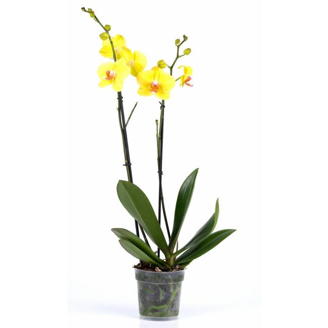 Orchidee geel-bestellen-bezorgen