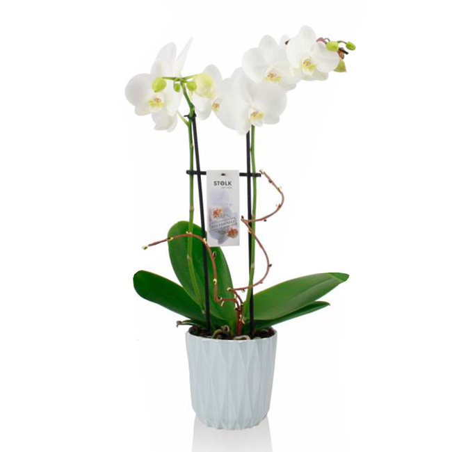 Orchidee Jade in blauw-bestellen-bezorgen