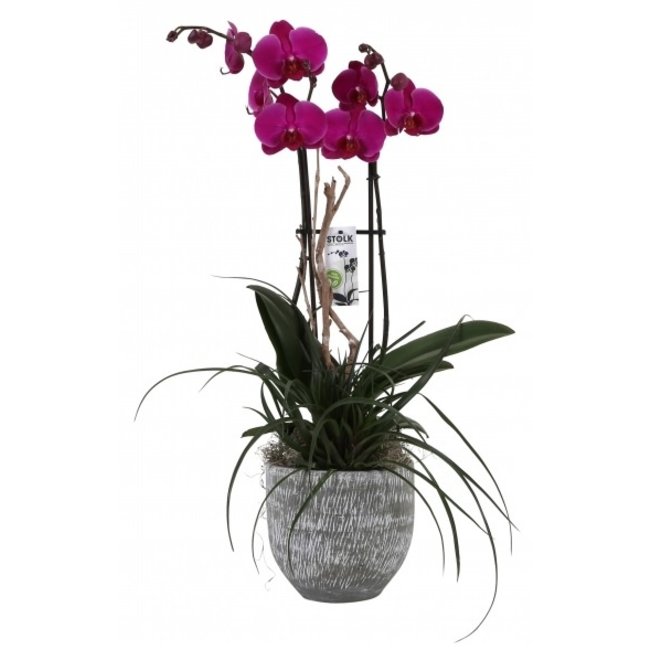 Orchidee Lexie Paars-bestellen-bezorgen