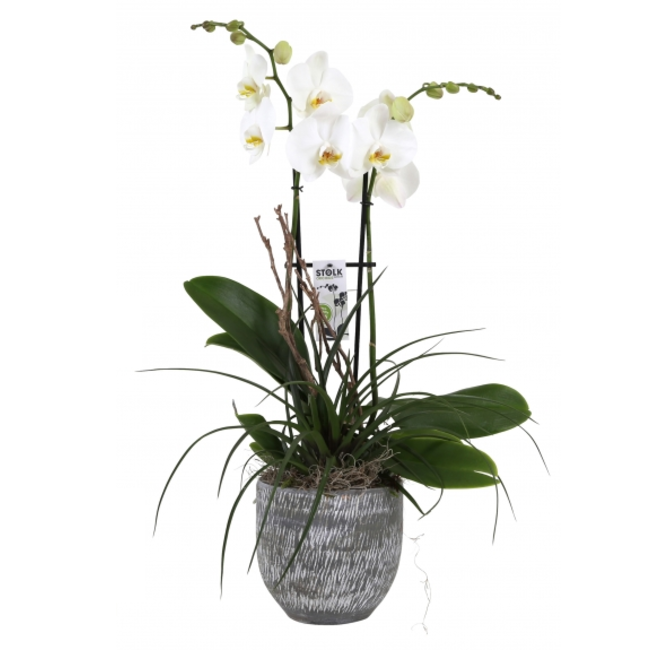 Orchidee Lexie Wit-bestellen-bezorgen