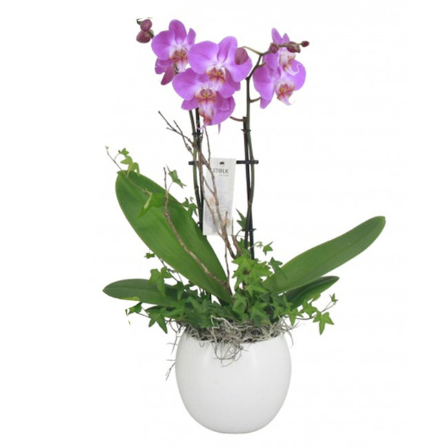 Orchidee Lisa paars-bestellen-bezorgen