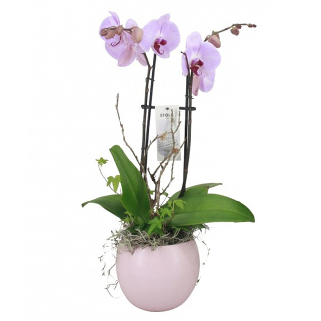 Orchidee Lisa roze-bestellen-bezorgen