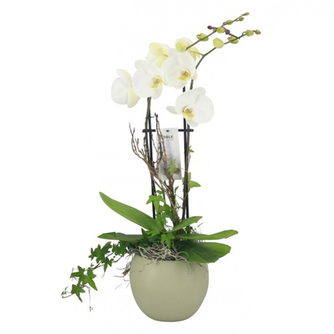 Orchidee Lisa Wit-bestellen-bezorgen