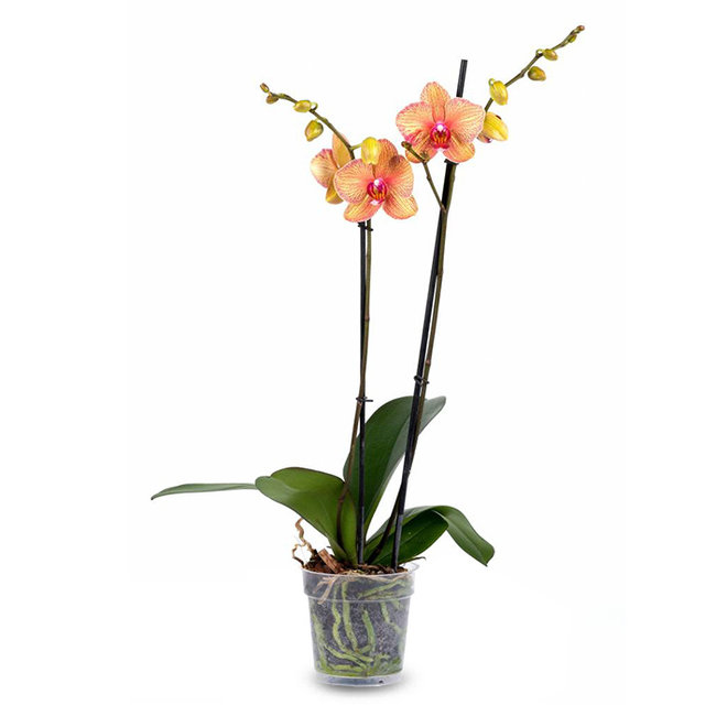Orchidee oranje-bestellen-bezorgen