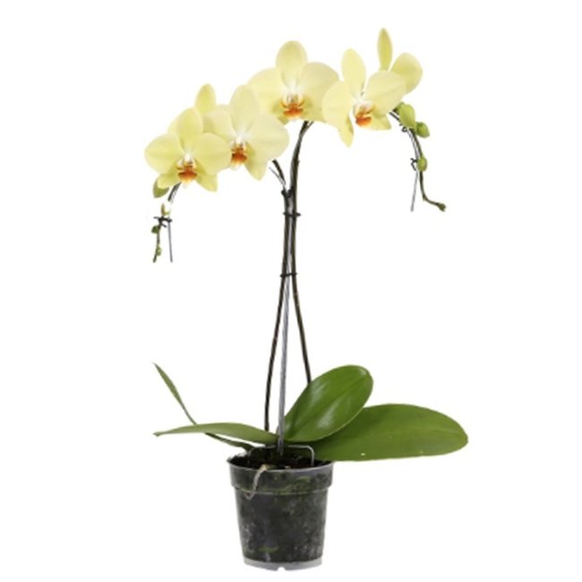 Orchidee Palmboom geel-bestellen-bezorgen