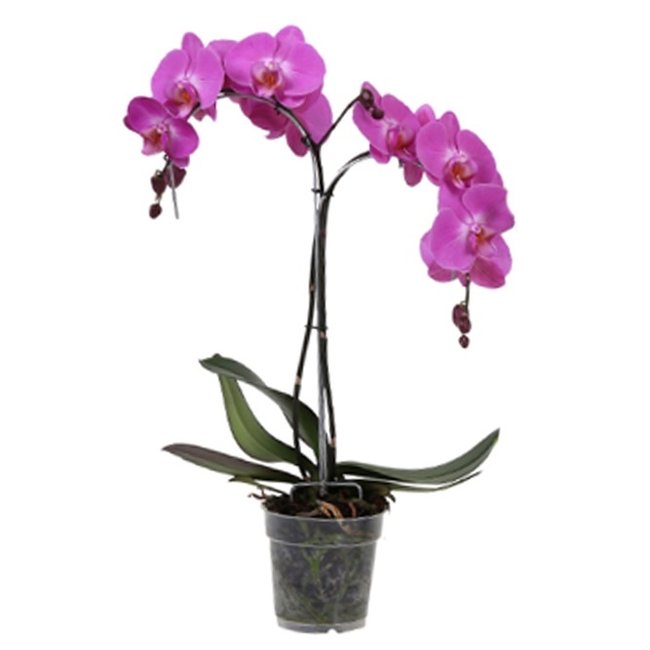 Orchidee Palmboom paars-bestellen-bezorgen