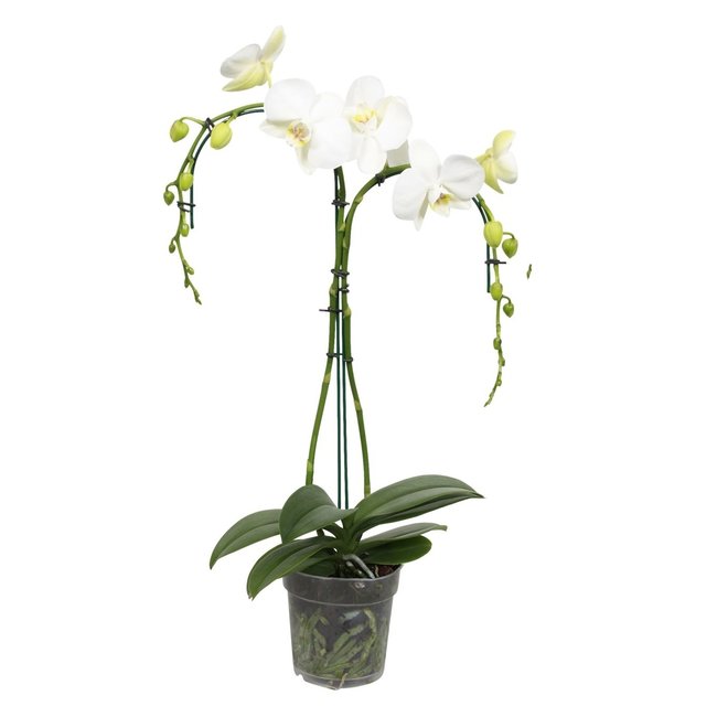 Orchidee Palmboom wit-bestellen-bezorgen