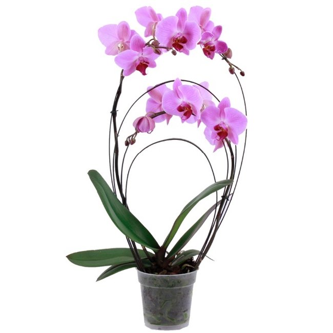 Orchidee Rainbow roze-bestellen-bezorgen