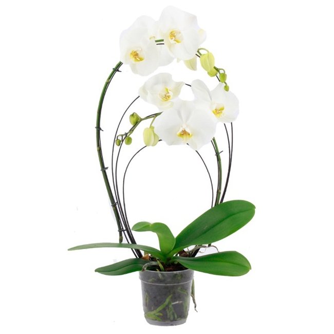 Orchidee Rainbow wit-bestellen-bezorgen