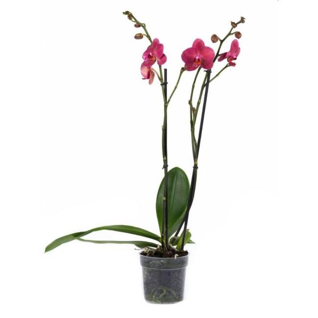 Orchidee rood-bestellen-bezorgen