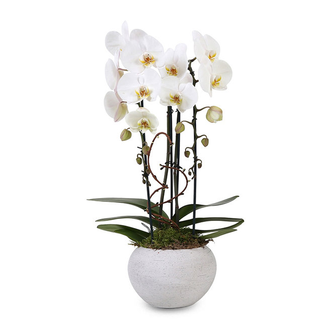Orchidee Togo Cascade Wit-bestellen-bezorgen