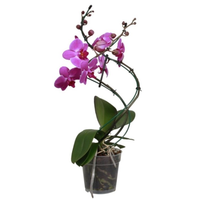 Orchidee Tornado paars-bestellen-bezorgen