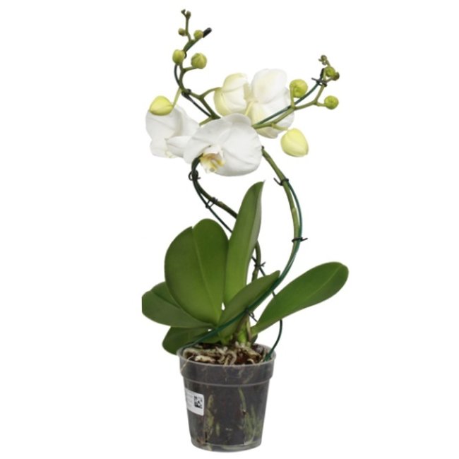 Orchidee Tornado wit-bestellen-bezorgen