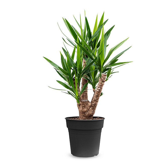 Palmlelie Yucca vertakt-bestellen-bezorgen