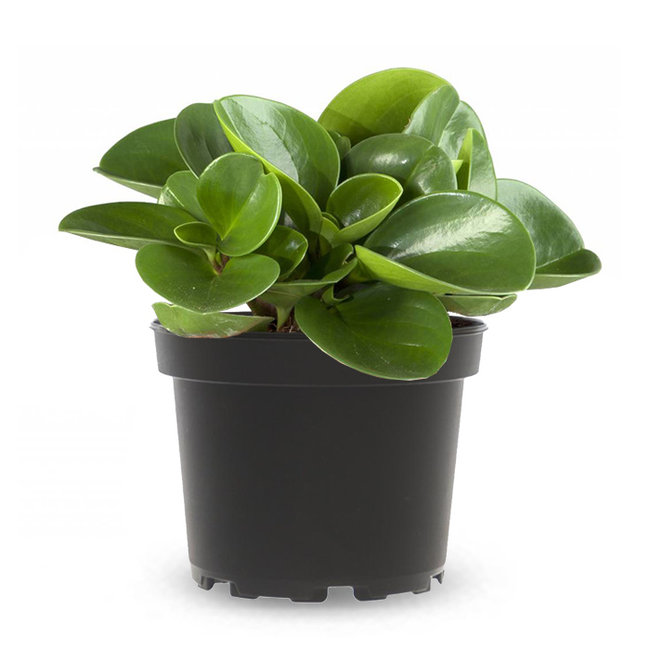 Peperomia-bestellen-bezorgen