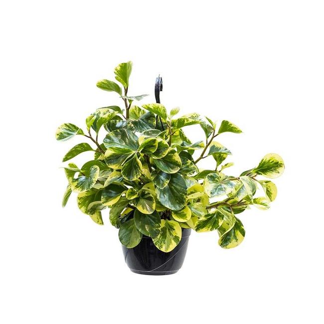 Peperomia Obtusifolia-bestellen-bezorgen