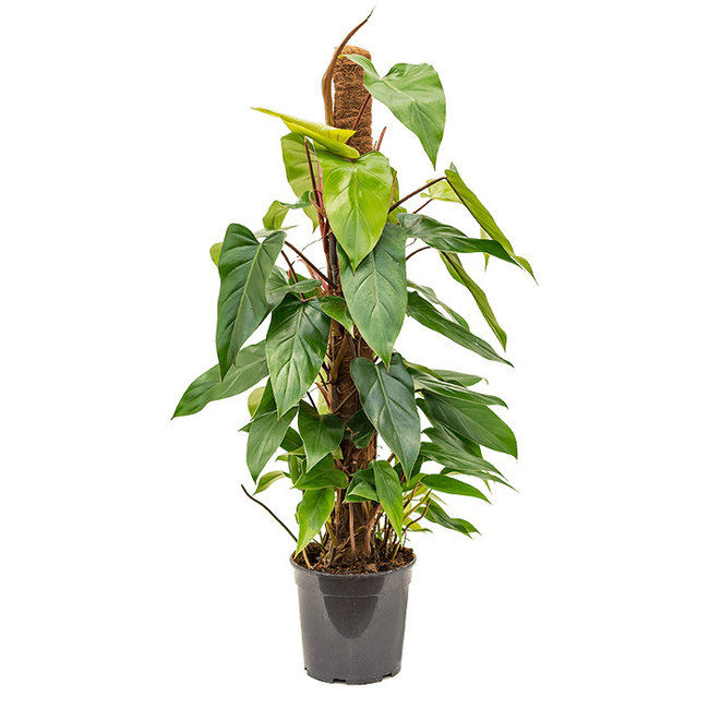 Philodendron-bestellen-bezorgen