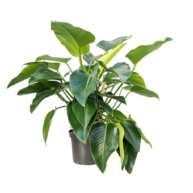 Philodendron Green Beauty -bestellen-bezorgen