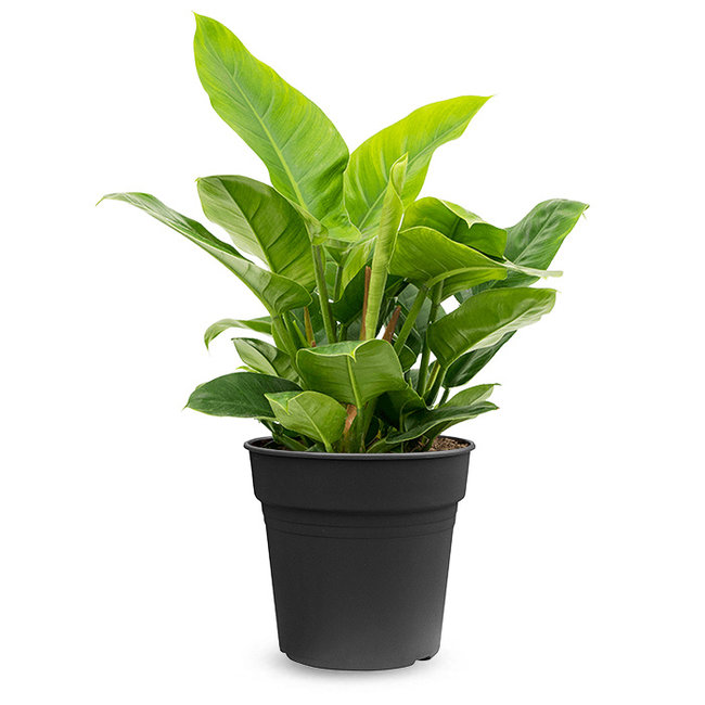 Philodendron Imperial Green-bestellen-bezorgen