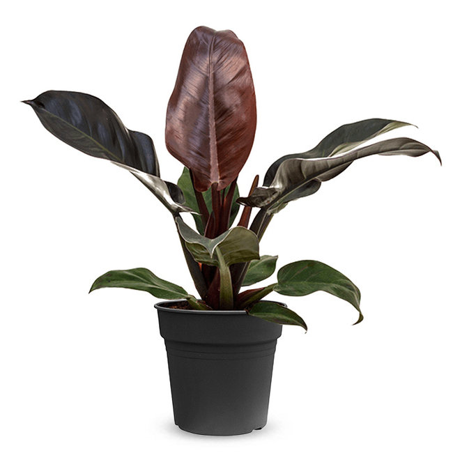 Philodendron Imperial Red-bestellen-bezorgen