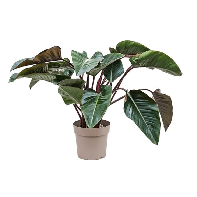 Philodendron Red Beauty-bestellen-bezorgen