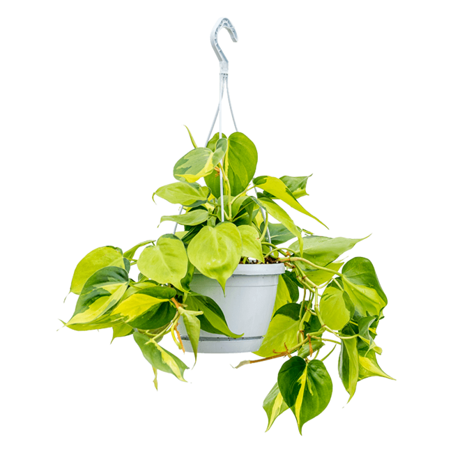 Philodendron scandens brasil-bestellen-bezorgen