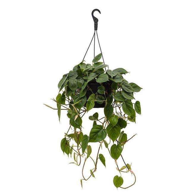 Philodendron Scandens-bestellen-bezorgen