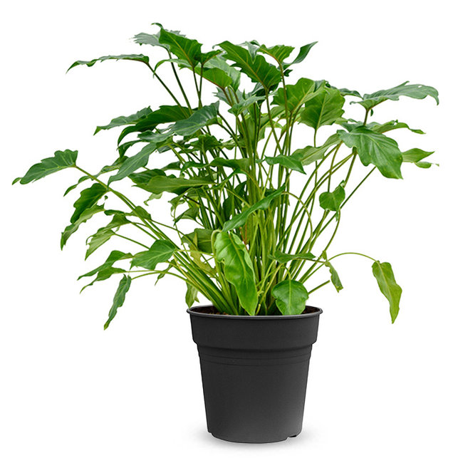 Philodendron Xanadu-bestellen-bezorgen