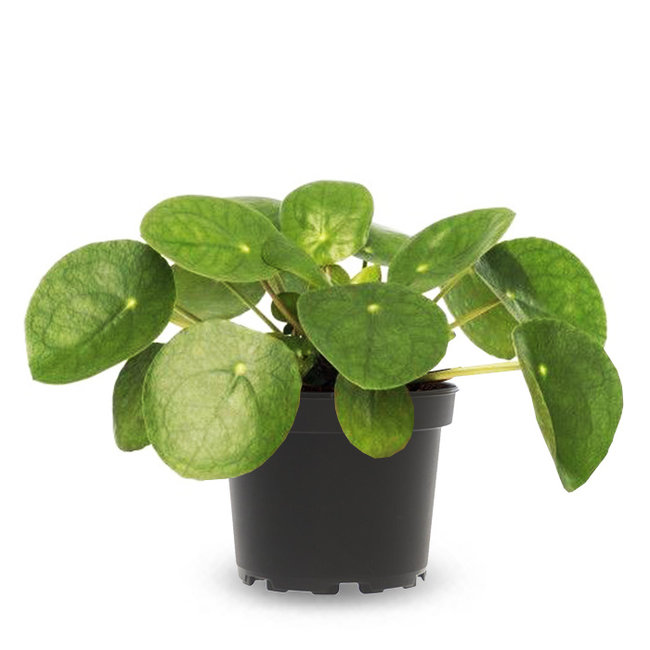 Pilea-bestellen-bezorgen