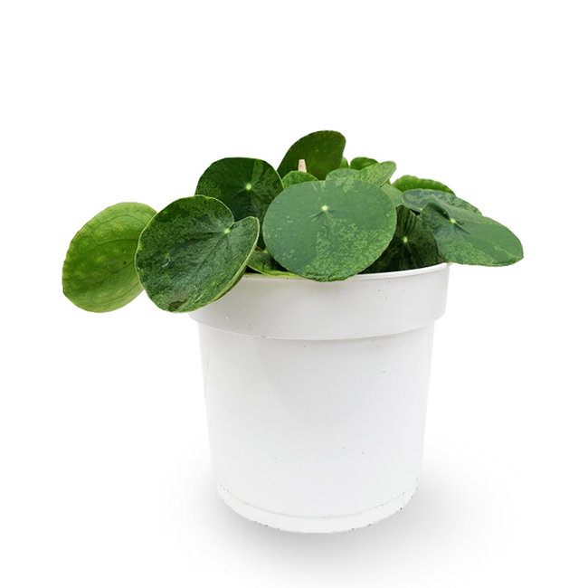 Pilea Pannenkoekplant Mojito-bestellen-bezorgen