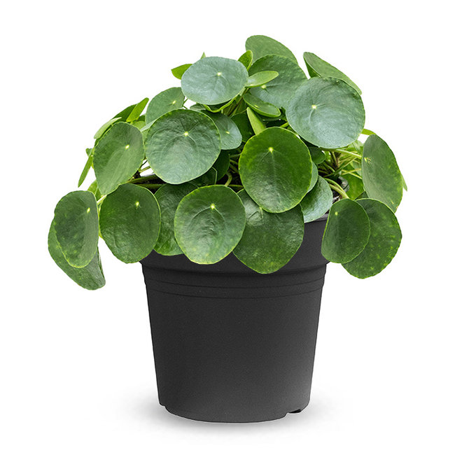 Pilea peperomioides-bestellen-bezorgen