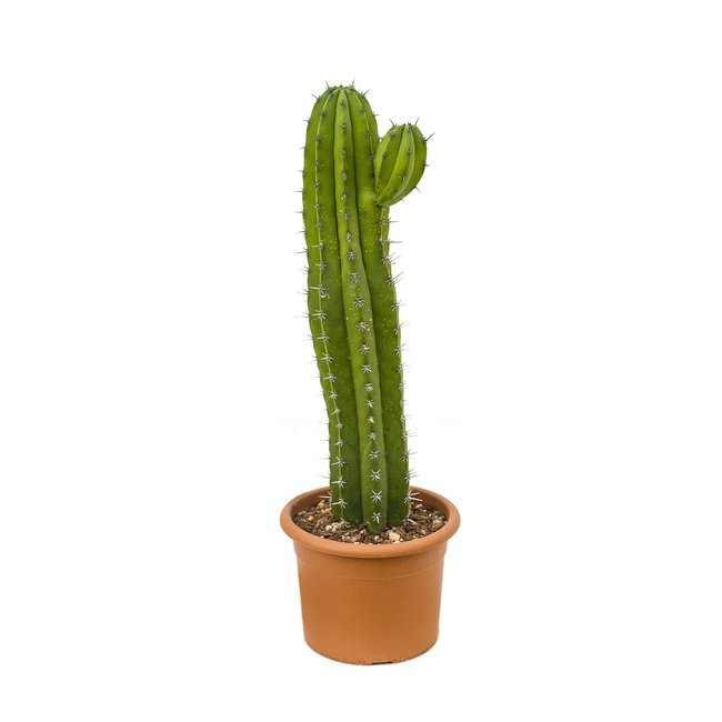 Polaskia cactus-bestellen-bezorgen