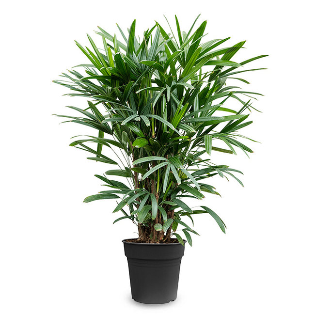 Rhapis Excelsa-bestellen-bezorgen