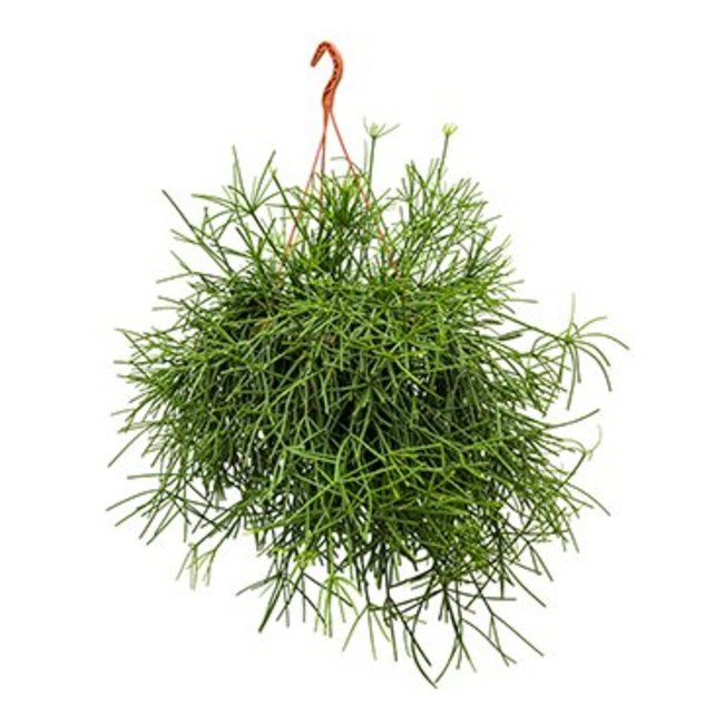 Rhipsalis Neves Armondii-bestellen-bezorgen