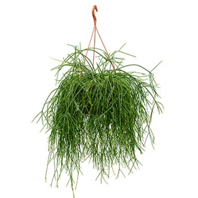 Rhipsalis Pulchra-bestellen-bezorgen