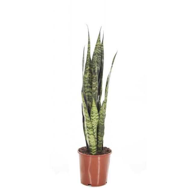 Sansevieria Black Coral-bestellen-bezorgen