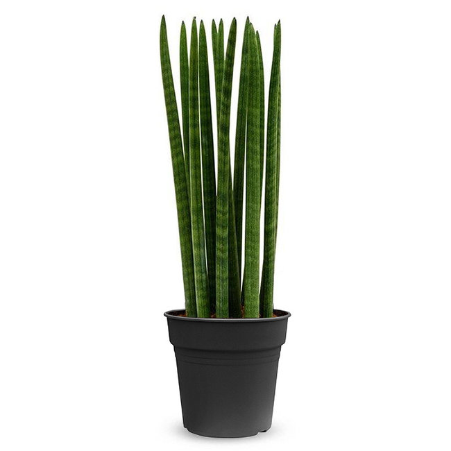 Sansevieria Cylindria-bestellen-bezorgen