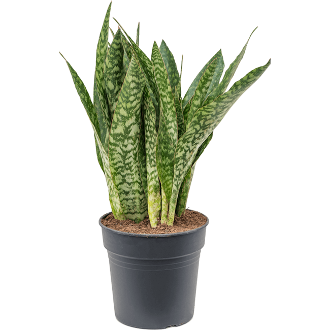 Sansevieria Dragon-bestellen-bezorgen