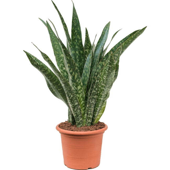 Sansevieria Jiboia-bestellen-bezorgen